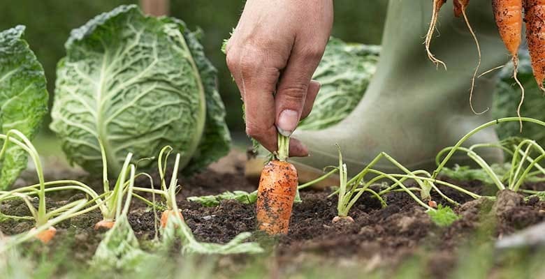 agron15-agricultura-familiar